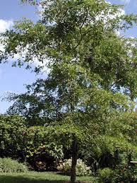 Old timers originally called the eurycotis floridana palmetto bugs when they were cutting and collecting heart of palm for food. Florida Black Olive Tree Oxhorn Bucida Gregory Wood Floridagardener Com