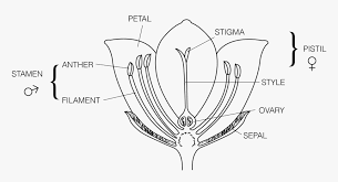 The ovary produces and contains unfertilized seeds. Parts Of A Flower To Label Hd Png Download Kindpng