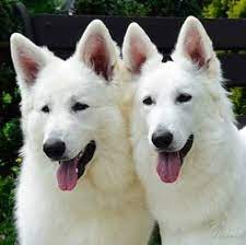 White german shepherd puppies price. White German Shepherd India Posts Facebook