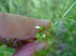 Image result for Galium stenophyllum