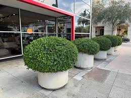 Image result for Grewia microcarpa