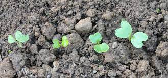 See local frost dates here. 8 Truths About Growing Radishes