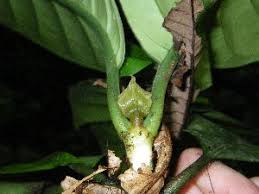 Image result for Psychotria auxopoda