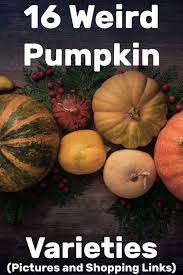 Blue pumpkins are very striking, unusual, and get noticed. Weird Pumpkin Varieties
