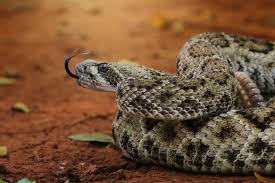 (djur, i plural) en familj av ormar (viperidae). Huggormar Om De Giftiga Langfingrade Ormarna