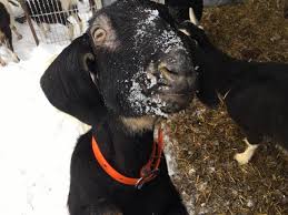 It was not fleas or allergies but that seems to be gone for the most part. Young Doe Losing Hair Around Eyes And Mouth The Goat Spot Forum