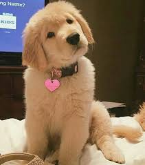 Prenez Soin De Votre Boule De Poils Trouvez Tout Ce Qu Il Vous Faut Parmi Ces Meilleures Ventes Dogs Lovers En 2020 Dresser Un Chien Bebe Chien Chiot