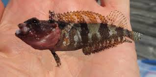 Image result for Blepharis dunensis