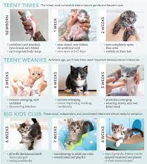 She was taken from mom way to soon, but had a 5 week old litter of kittens and they help bring her up. How To Determine A Kitten S Age Kitten Lady