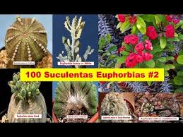 El echinocactus grusonii tiene una perfecta forma de barril y es de color verde muy vivo. 100 Suculentas Euphorbias Con Sus Nombres Parte 2 Youtube Suculentas Euphorbia Cactus Y Suculentas