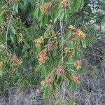 Image result for Grewia trichocarpa