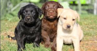 Black Boerboel Puppies For Sale In Cape Town Pin On Pets