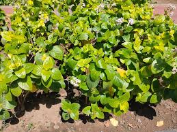 Image result for Pseuderanthemum