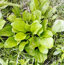 Image result for Plantago