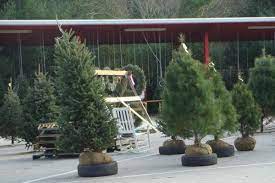 Les sapins fraser ( abies fraseri ) sont originaires des hautes altitudes du sud des appalaches. Selection And Care Of Living Christmas Trees Nc State Extension Publications