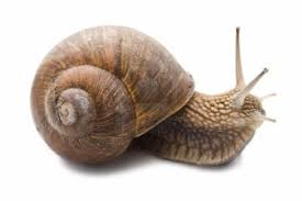 Il y a 35 produits. Il Etait Une Fois La Bave D Escargot Helicidine Ordoscopie Fr