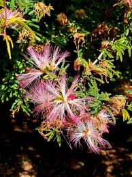 Image result for Calliandra tweedii