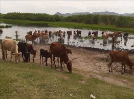 Image result for Agathisanthemum globosum