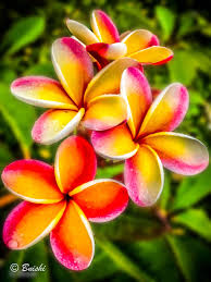 Pin On Garden