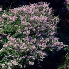 Image result for Syringa meyeri ´Palibin