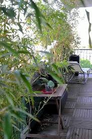 Bambuspflanzen Ideen Balkon Sichtschutz Holz Bodenbelag Fliesen Plants