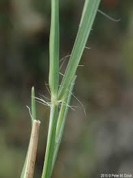 Image result for Sporobolus spicatus