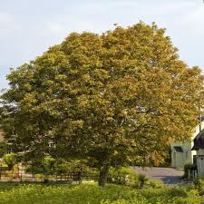 Der Walnussbaum Ist Mit Seiner Silbrigen Rinde Und Den Knorrigen Asten Ein Wunderschoner Hausbaum Fur Grossere Ga Gartengestaltung Haus Baume Vorgarten Pflanzen