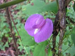 Image result for Centrosema pubescens