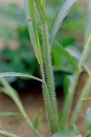 Image result for Chasmopodium purpurascens