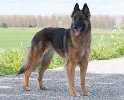 Army men use this dog for rescue. German Shepherd Dog Dog Breeds Purina Australia