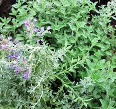 Image result for Nepeta × faassenii