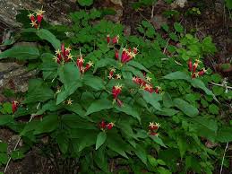 Image result for Spigelia