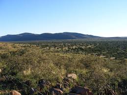 Image result for Tragus koelerioides