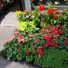 Inside the plant & flower store nyc's vips are obsessed with. Holiday Flower Plant Flower Shop In New York