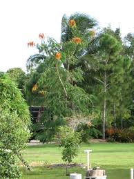 Image result for Colvillea