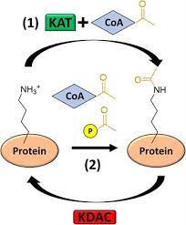 This also increases expression of the splice variant delta fosb. Frontiers Post Translational Protein Acetylation An Elegant Mechanism For Bacteria To Dynamically Regulate Metabolic Functions Microbiology