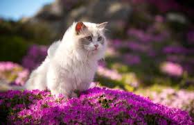 Ragdoll Cat Breed Characteristics And History Lovetoknow