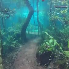 Business Insider Uk On Twitter This Brazilian Hiking Trail Floods Once Every Few Years And Creates An Incredible Underw Ocean Video Underwater Undersea World
