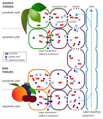 Splenda and sweet & low are brand names for two artificial . Frontiers Sugar Metabolism In Stone Fruit Source Sink Relationships And Environmental And Agronomical Effects Plant Science