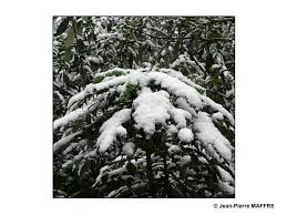 Tous les ans je m'achète un ou deux manteaux. Les Buttes Chaumont Sous La Neige 1ere Partie Albums De Photos De Jean Pierre Maffre