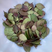 Image result for Teaberry T-Dispatch