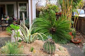 Sago palms are pretty plants that will add a tropical vibe to any landscape, or even inside your home. Wind Knocks Over Sago Palm
