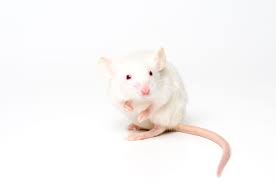 Breathing Through The Rectum Saves Oxygen Starved Mice And Pigs The New York Times