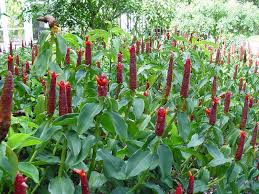 Costus Spicatus Ou Cana Do Brejo Plants Trees To Plant Planting Flowers