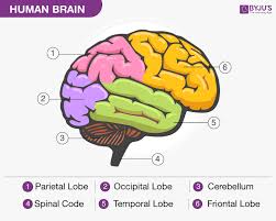 Human Brain Structure Diagram Parts Of Human Brain