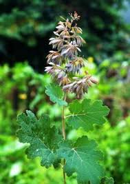 Image result for Macleaya