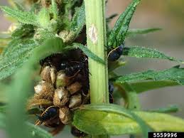 Could a tiny wasp be the ultimate weapon in the battle in the last decade or so, brown marmorated stinkbugs have established themselves on the east and west coasts of the country. Stink Bug Grow Weed Easy