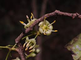 Image result for Brexia madagascariensis