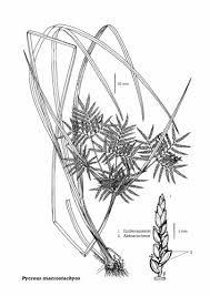 Image result for Pycreus macrostachyus