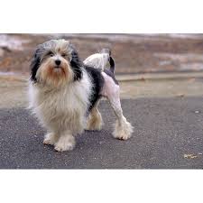 Find your new family member today, and discover the puppyspot difference. Lowchen Dog Breeds Dog Com